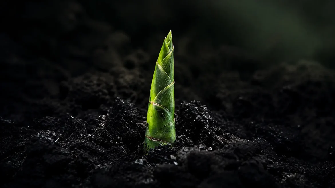 Broto de bambu emergindo do solo simbolizando crescimento invisível